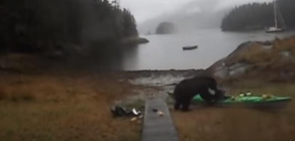 Emotional Video Shows Bear Attacking a Woman's Kayak