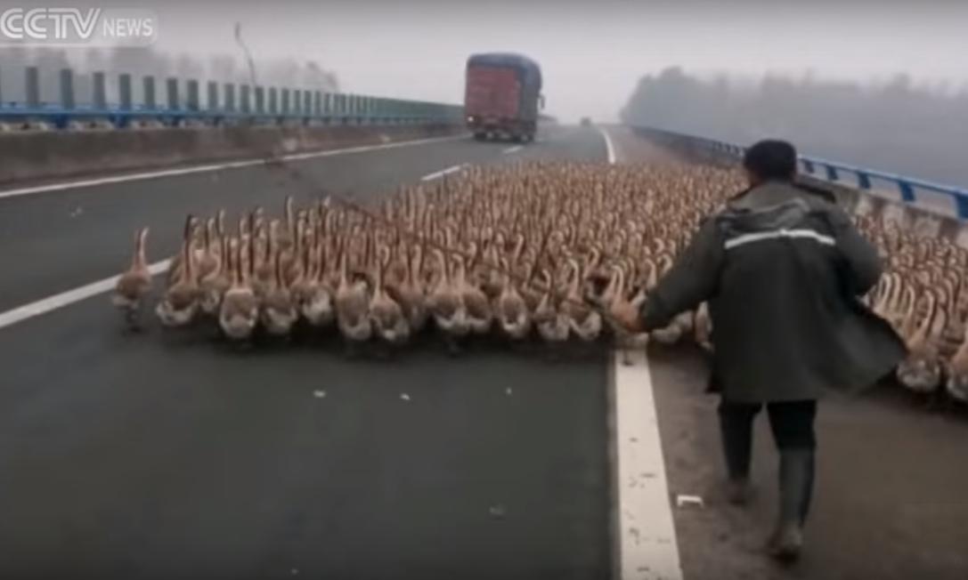 Over 1,300 Geese on a Highway in China