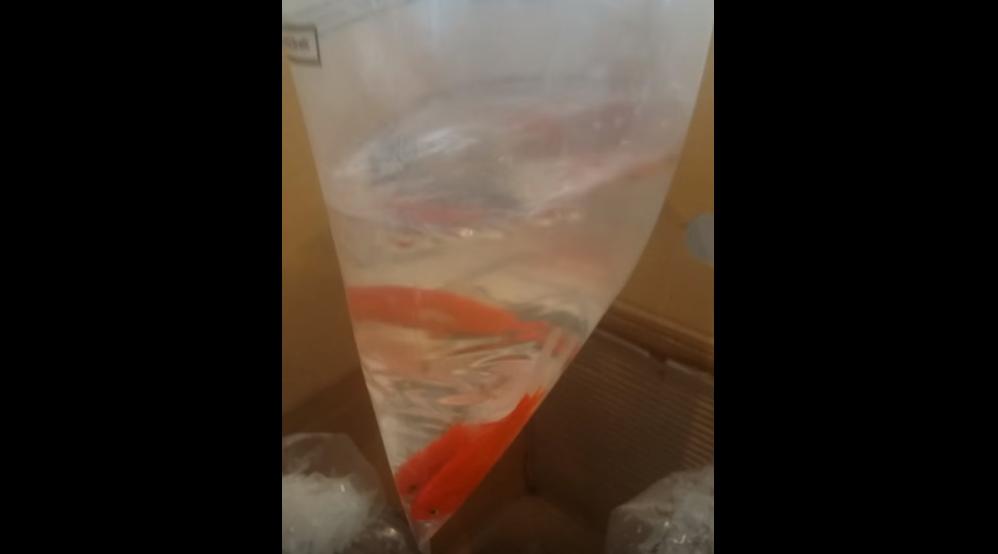 She Orders a Table on Ebay and Got Fish Instead