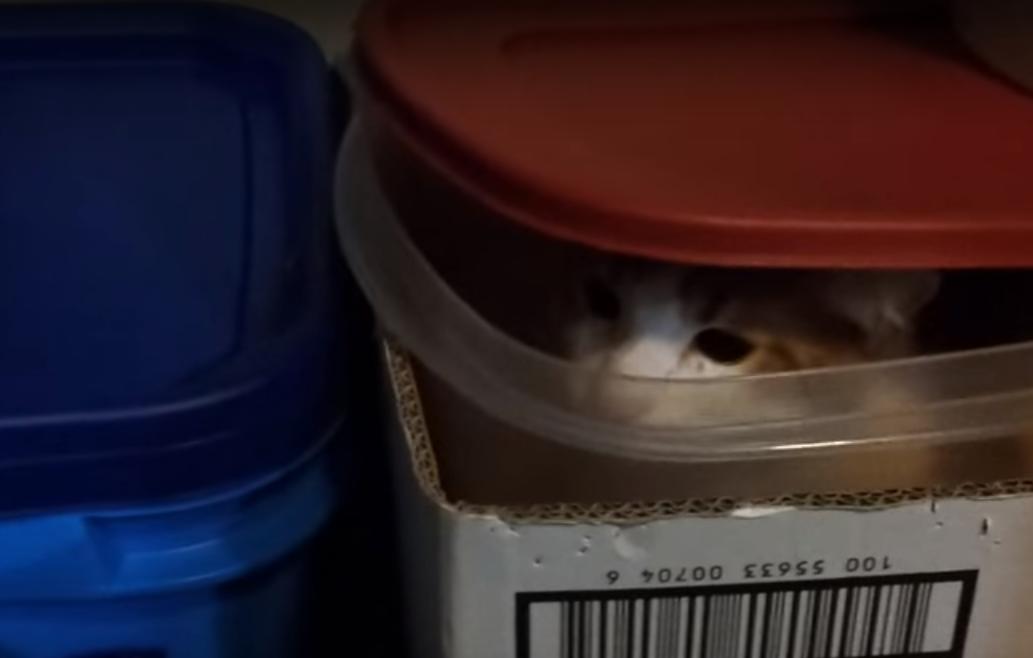 Cat Hides in Box and Keeps Watch