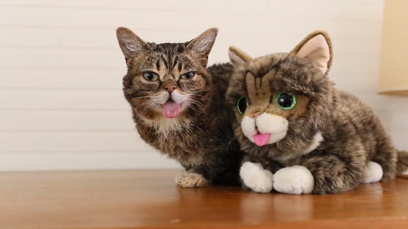Kitty Thursday Featuring Lil Bub