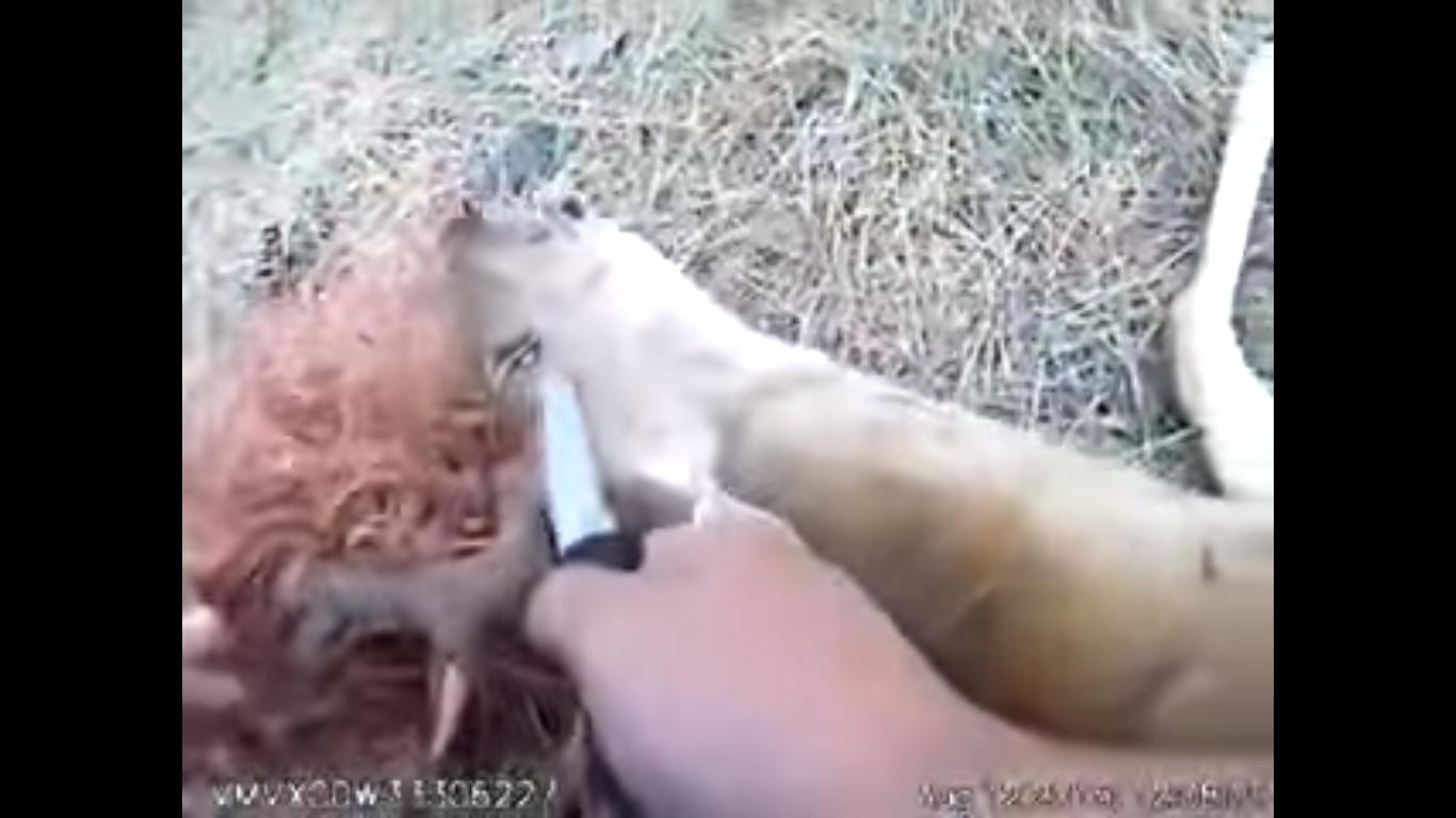 Man Helps Deer Caught in Bailing Twine