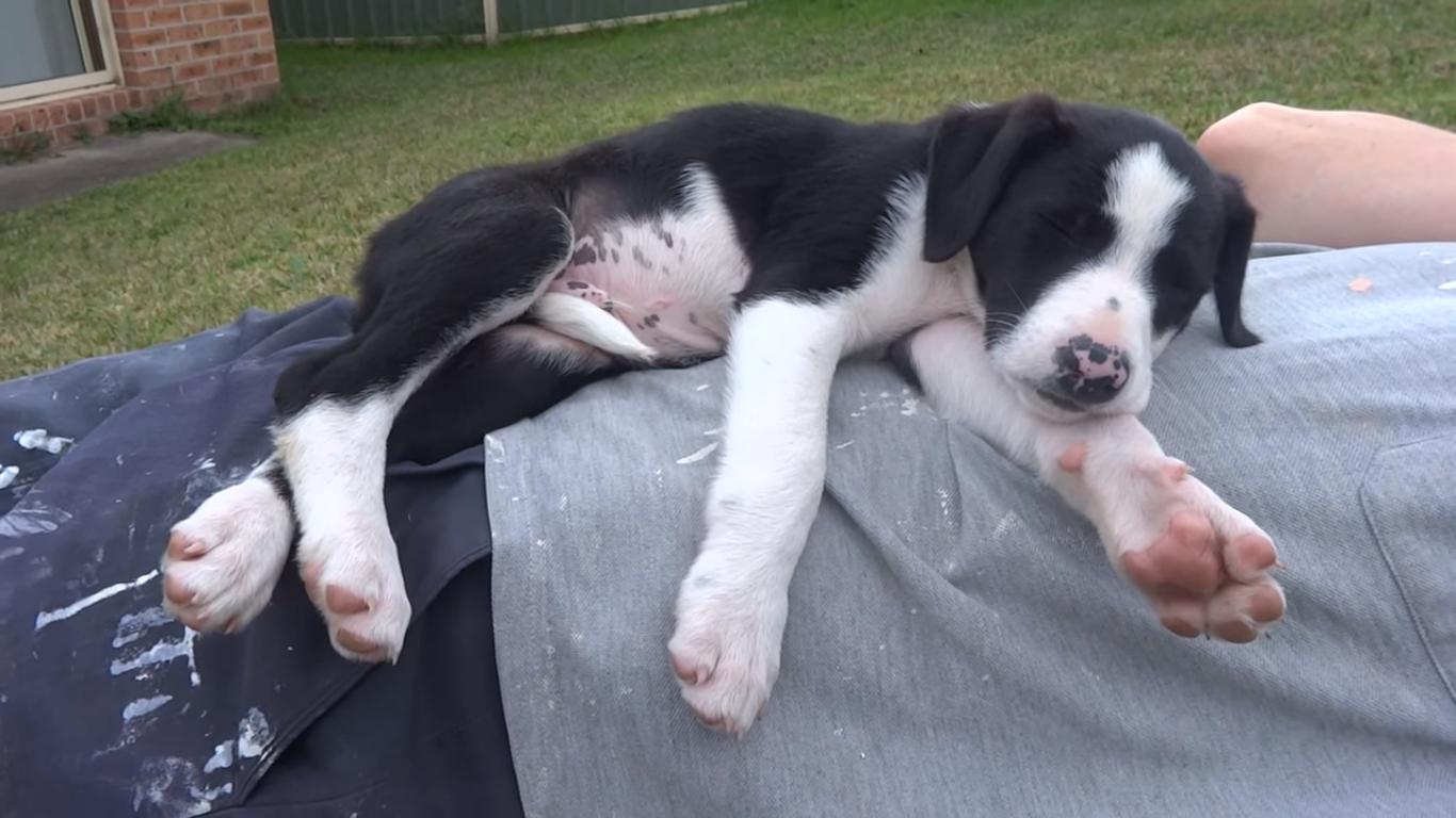 Puppy Instantly Falls Asleep on Owner's Belly