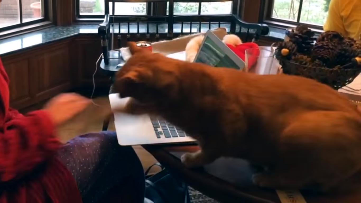 This Cat Is the Firewall You Need for Your Computer