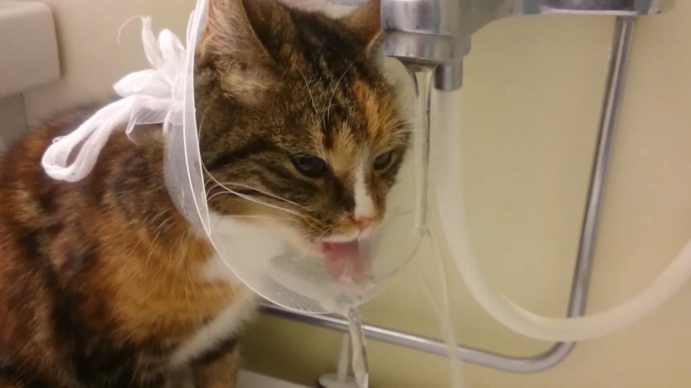 Cat who Just Had Surgery Uses Cone Collar as Bowl