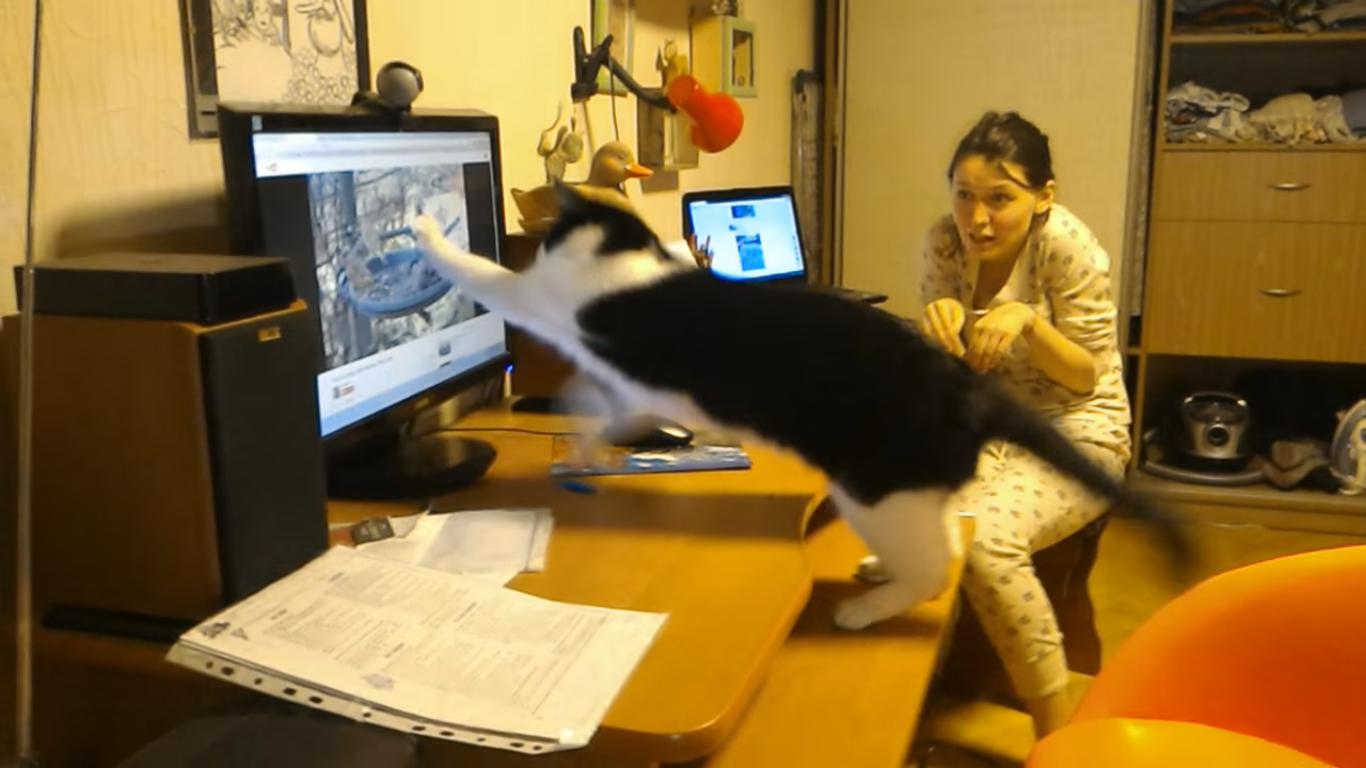 Cat Jumps on a Screen Showing Bird Videos
