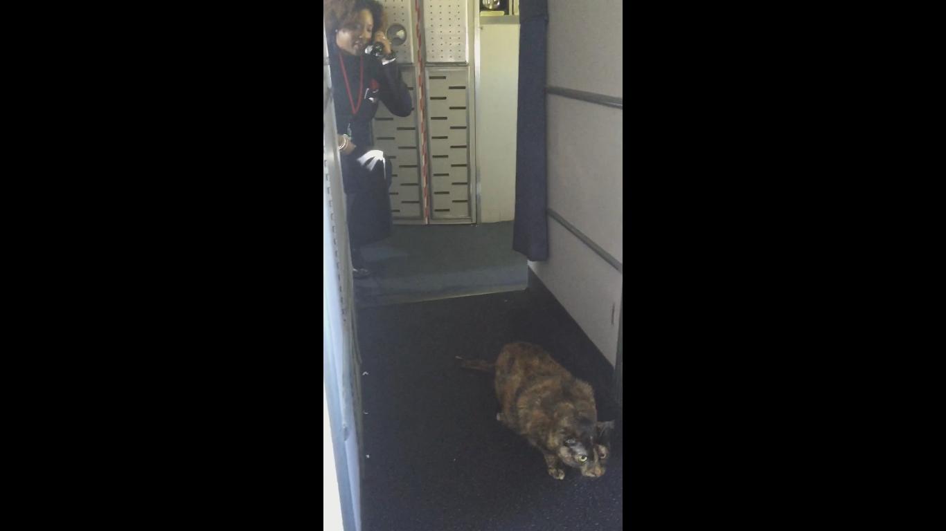 Flight Attendent Freaks out on a Cat Walking in the Plane