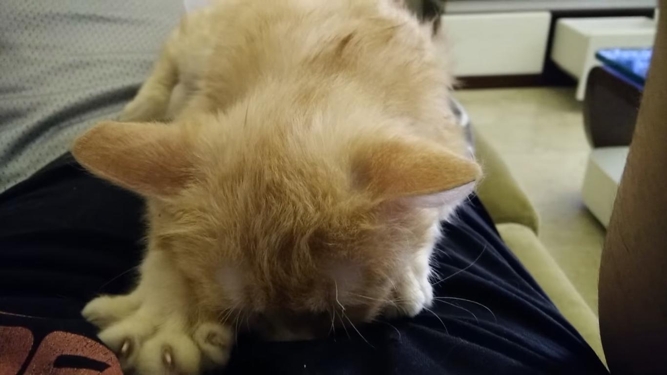 Cute Cat Gives Belly Massage
