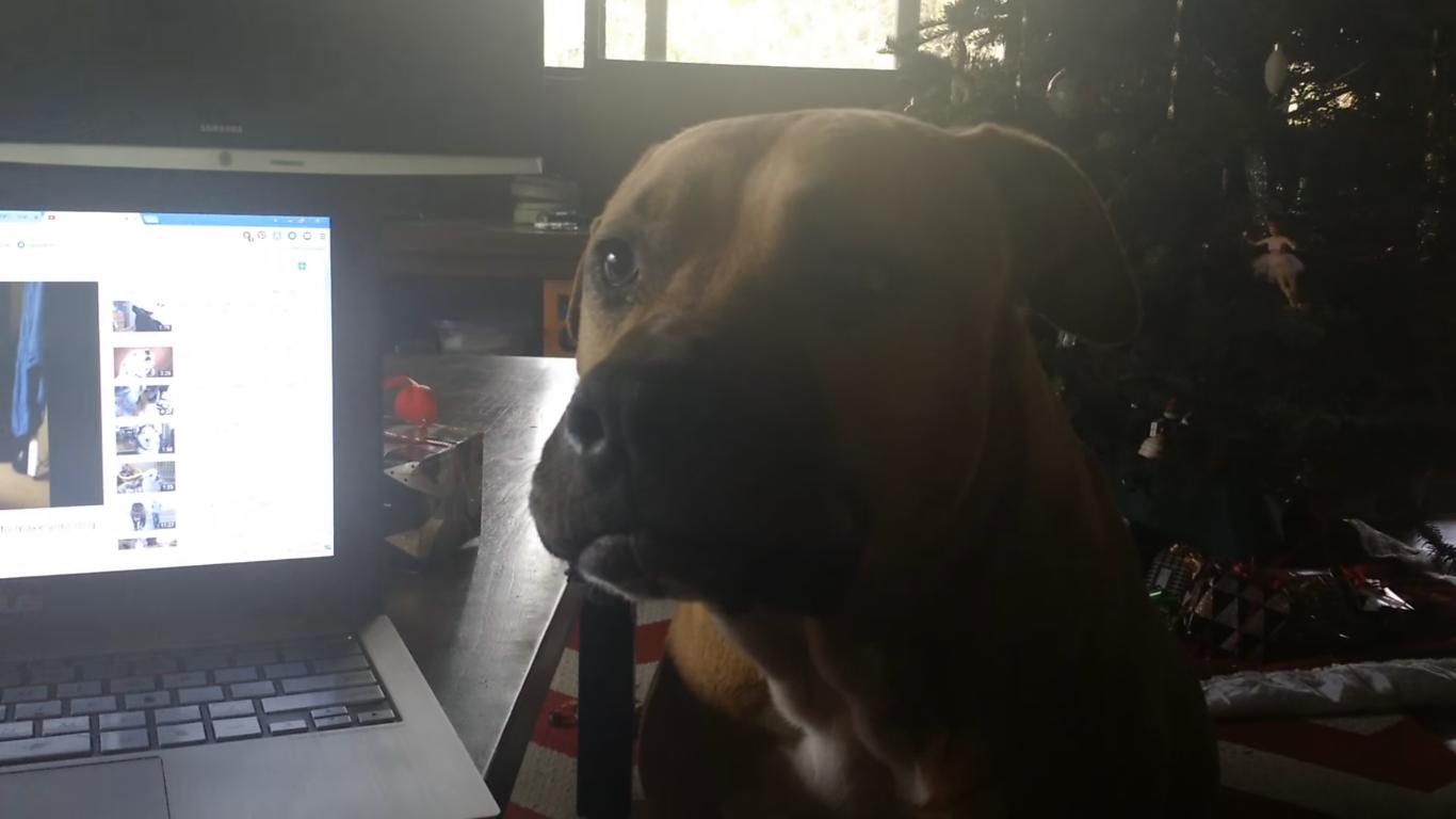 This Pitbull Wants to Howl but Just Can't