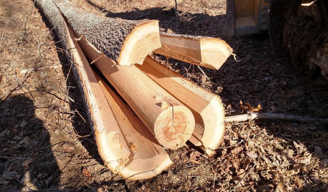 Chopped down Tree Turns Itself into a Pole