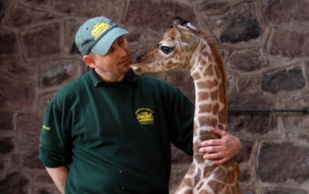 Awesome Portait of an Animal Worker with a Baby Giraffe