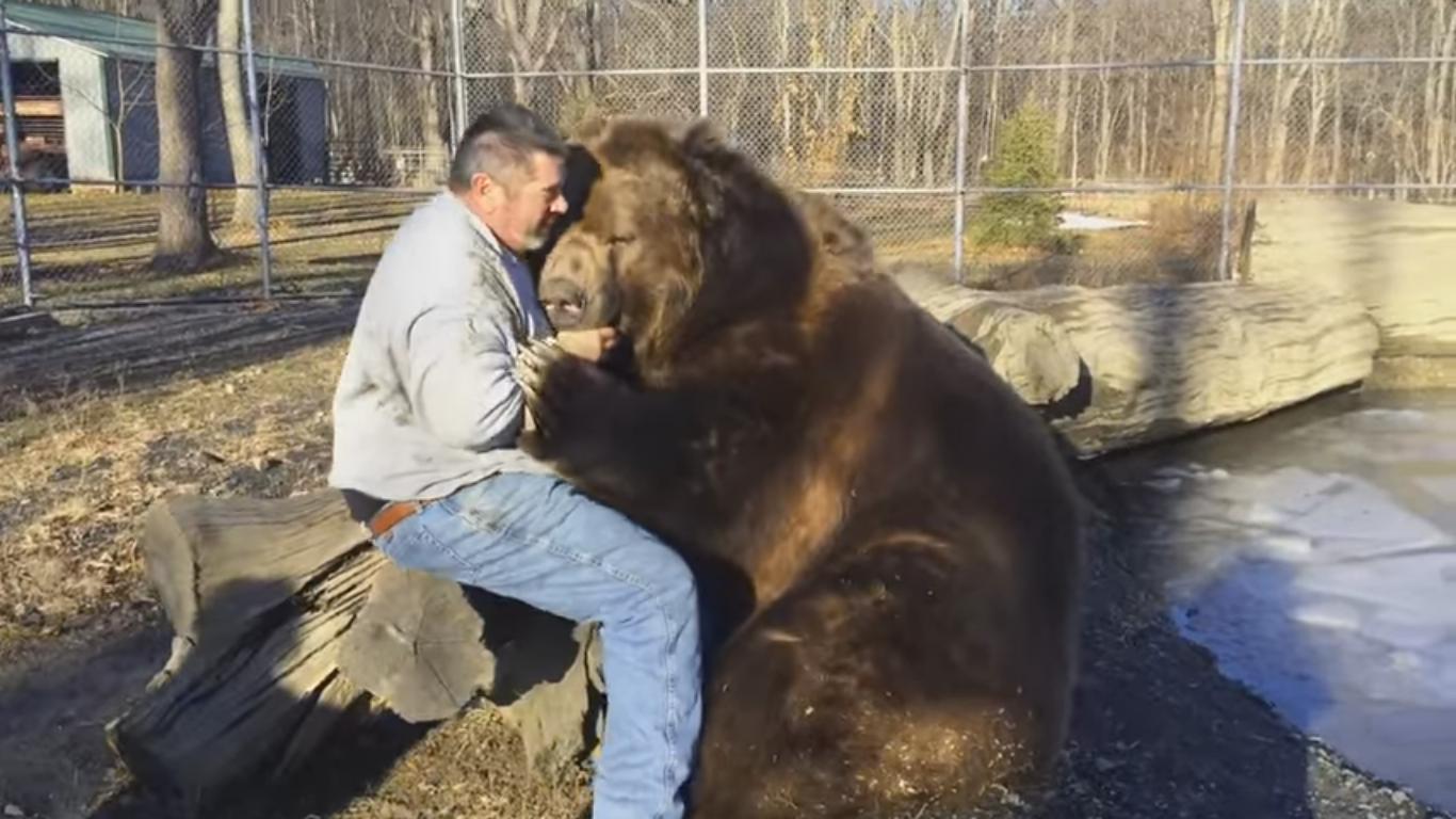 You Can Feel the Warmth of This Bear Hug Just by Watching It