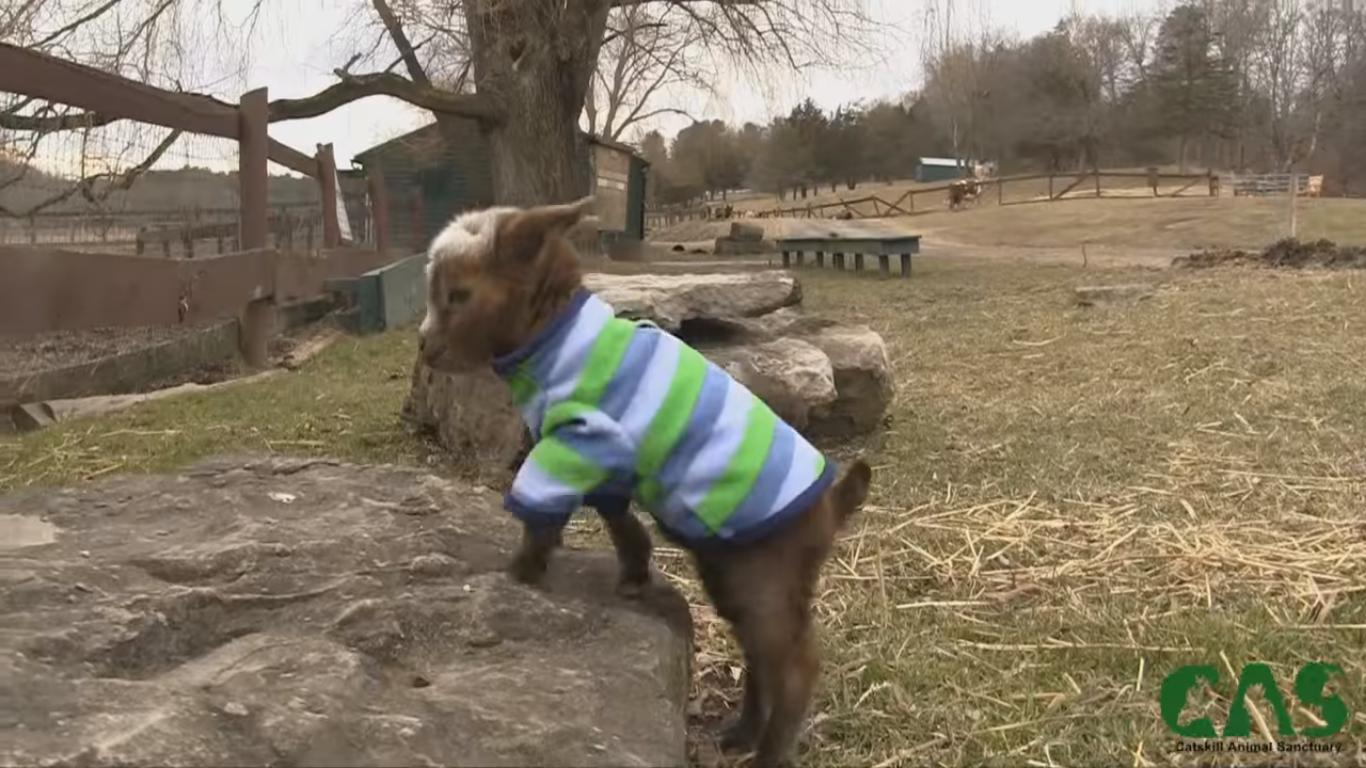 Baby Goat Climbs Rock for the First Time