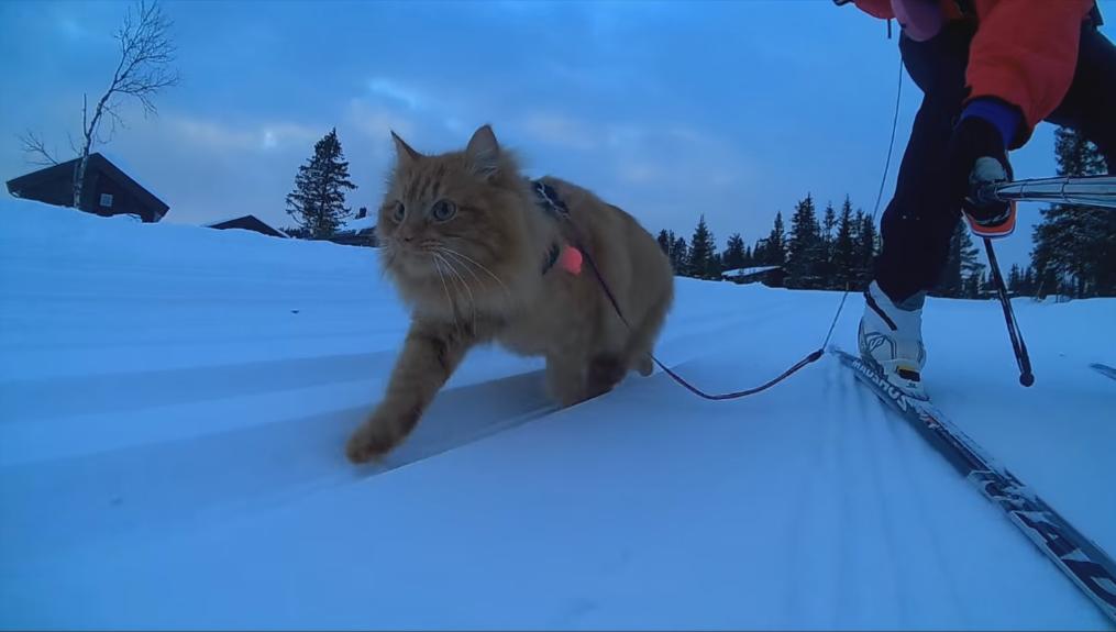 Cutest Cat Goes on Ski Adventure