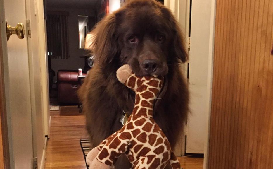 [Photo] Dog Walking With a Giraffe Plush in His Mouth