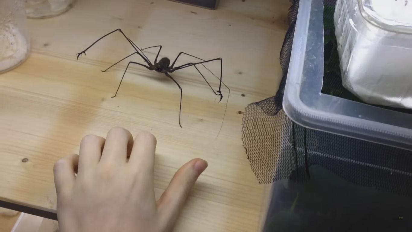 You Do Not Want This Spider Anywhere near You