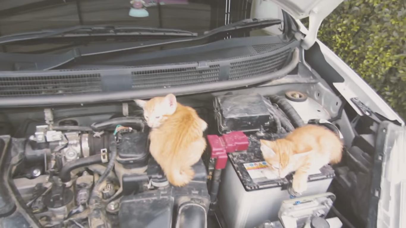 Nissan Put as Many Cats as They Could in Their Latest Ad Campaign