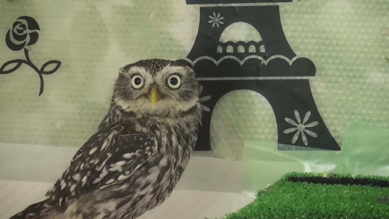 Bored of Cat Cafés Already? Here Comes Owl Cafés