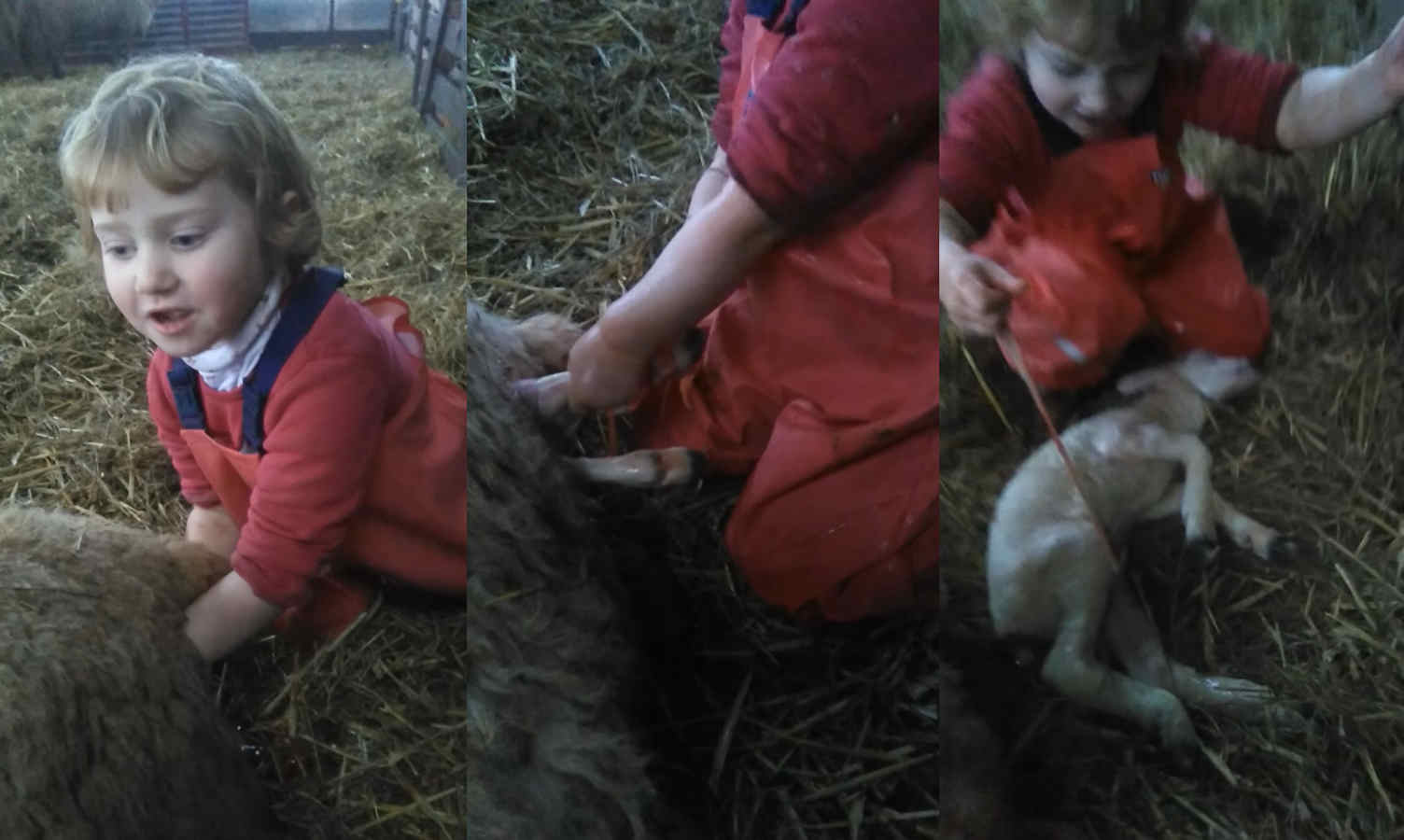 3 Year Old Kid Helps a Sheep to Deliver Its Baby Lamb