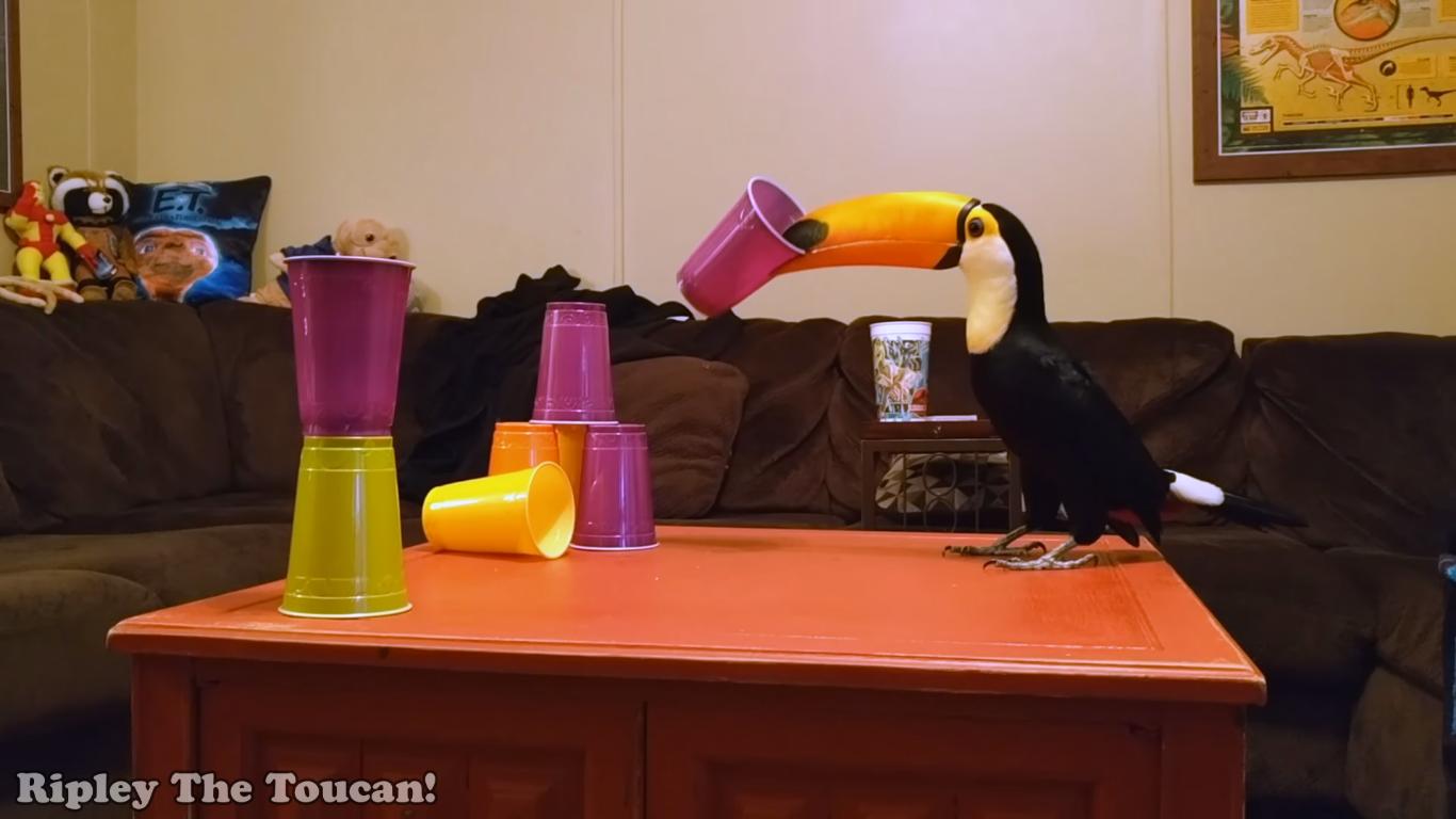 Toucan Destroys Towers of Plastic Cups