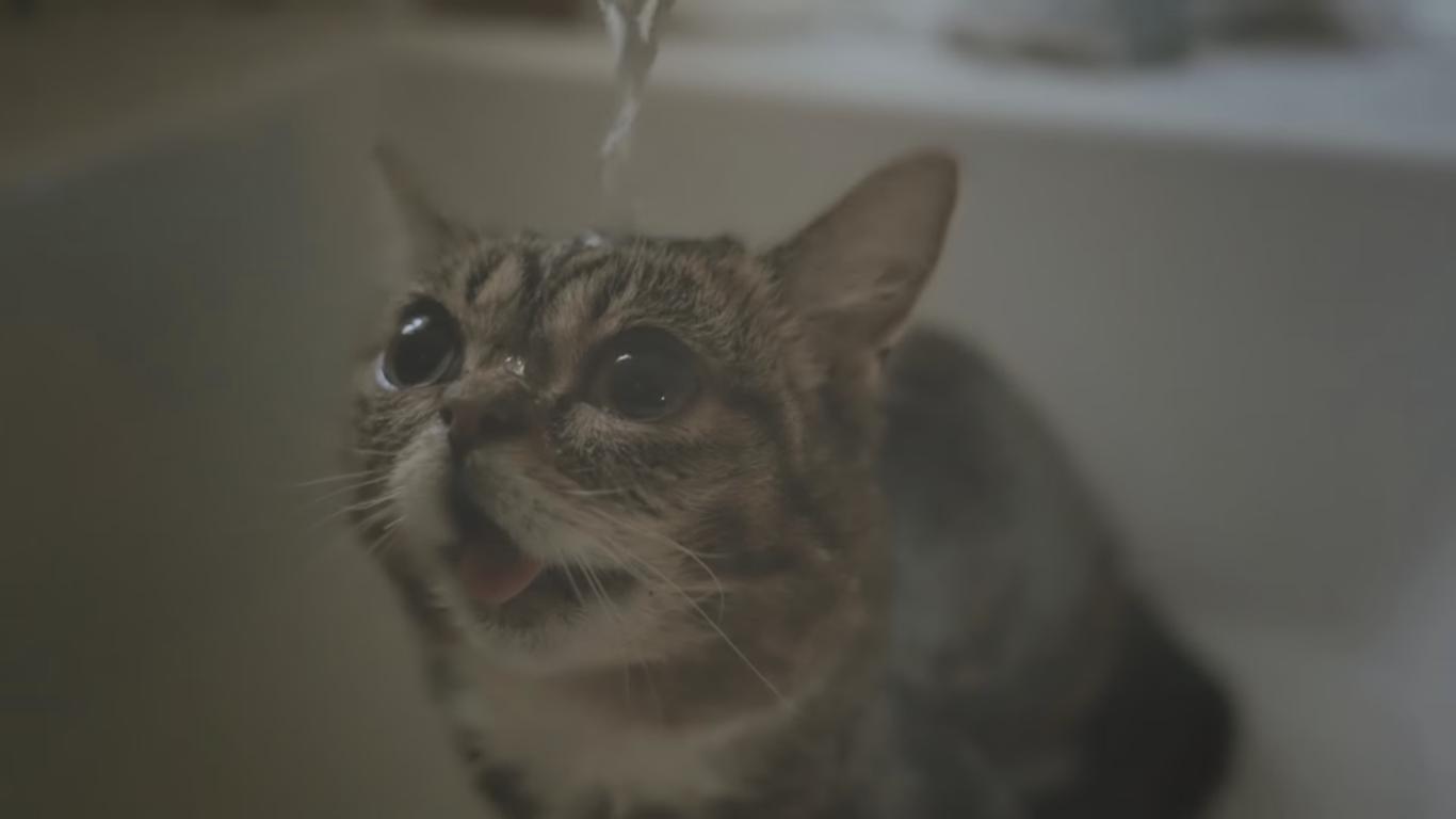 Viral Cat Meme Lil Bub Needs a Monthly Bath to Stay Clean