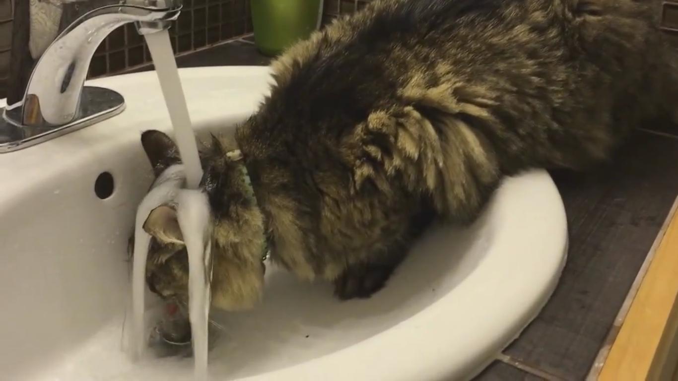 This Cat Only Drinks Water If You Run the Faucet Over His Head