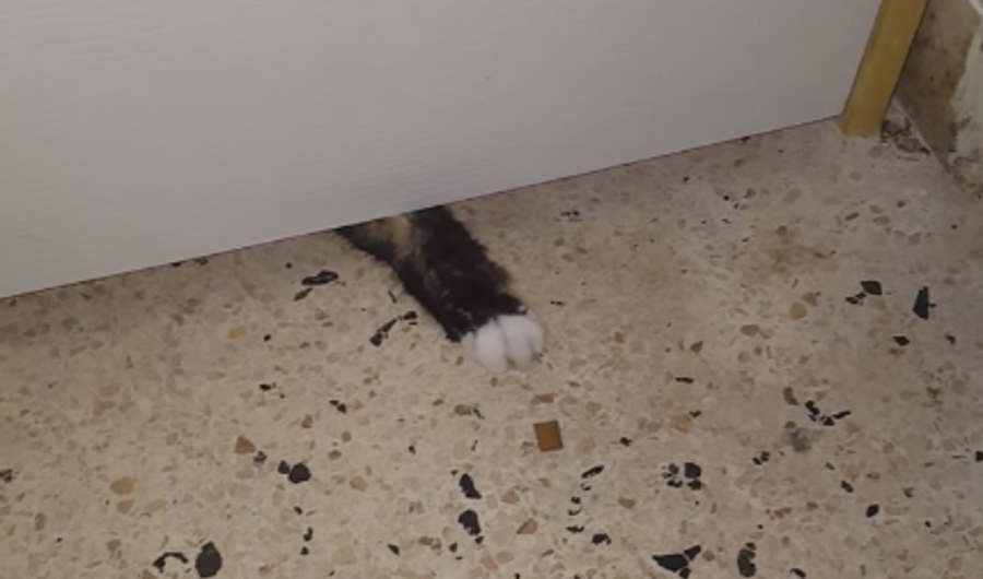 This Cat Could Get Better at Snack-Fishing Under the Door
