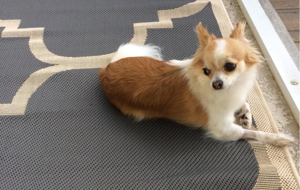 Find out How This Guy Cured His Dog's Fear of Getting Down the Stairs