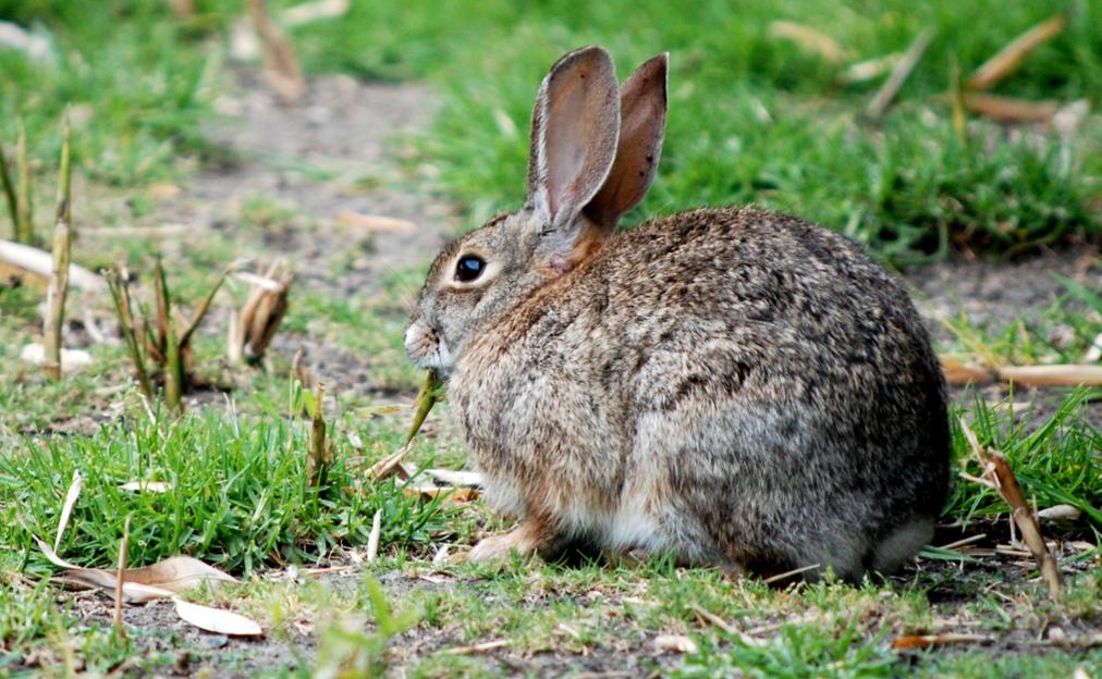 This Easter Bunny Never Had a Chance to Survive