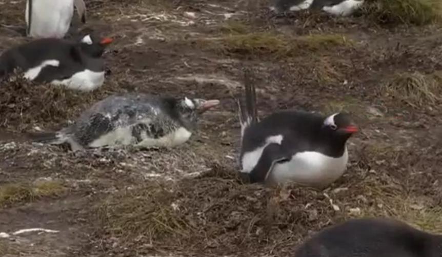 [GIF] This Penguin's Shit Went Right Onto the Face of Another One