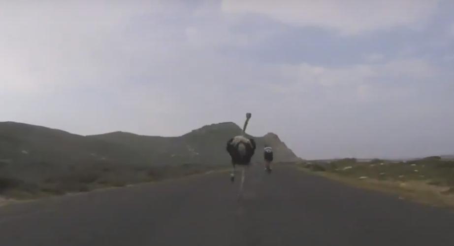 Those Cyclists Got Chased by an Ostrich