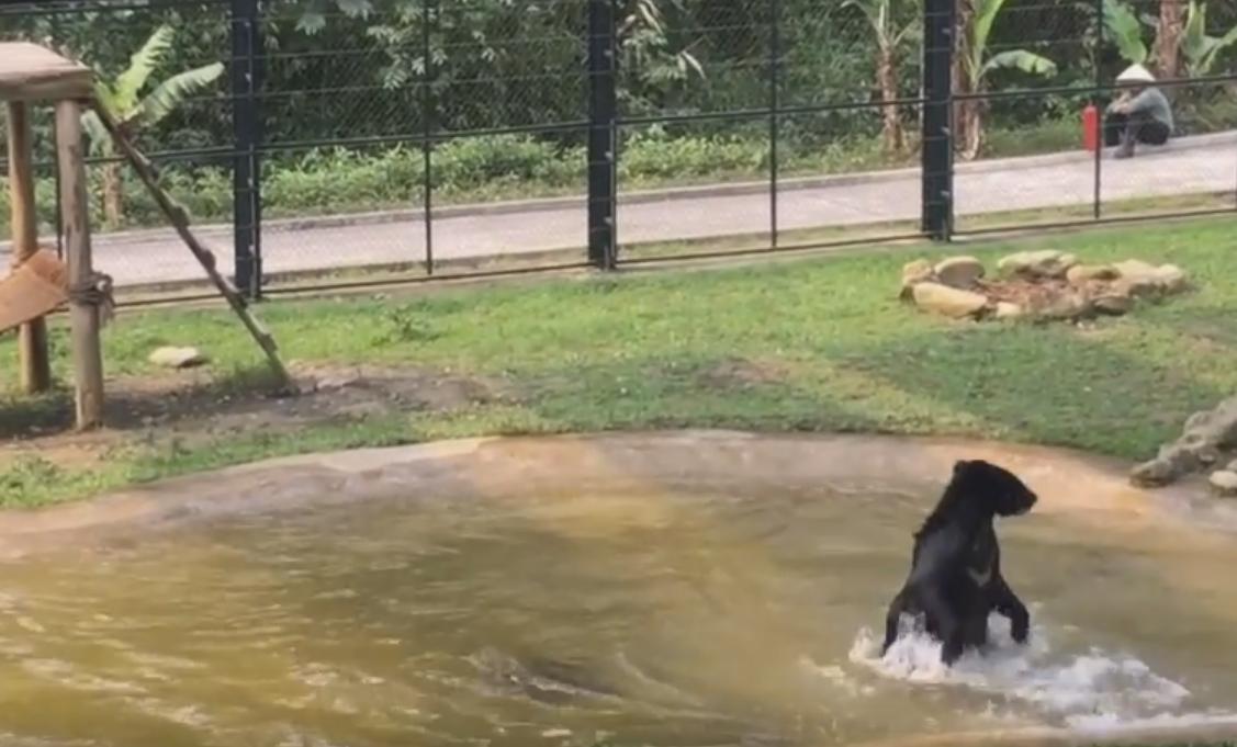 Bear Making Jumps in Water Shows You How Happy He Is