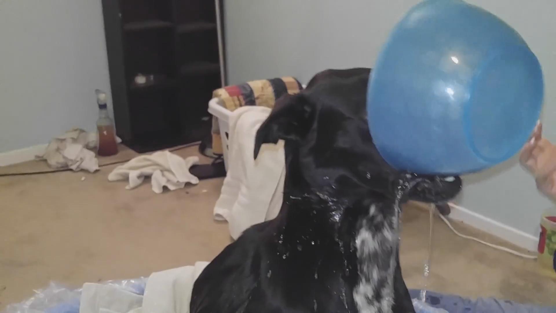 Dog Won't Let the Water Bowl Go and Takes a Shower