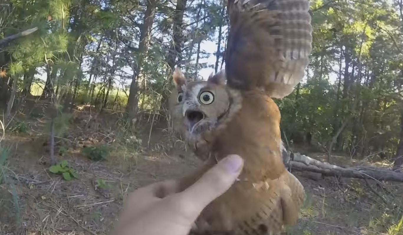 Guy Rescues an Owl That Caught Himself Into a Fishing Line