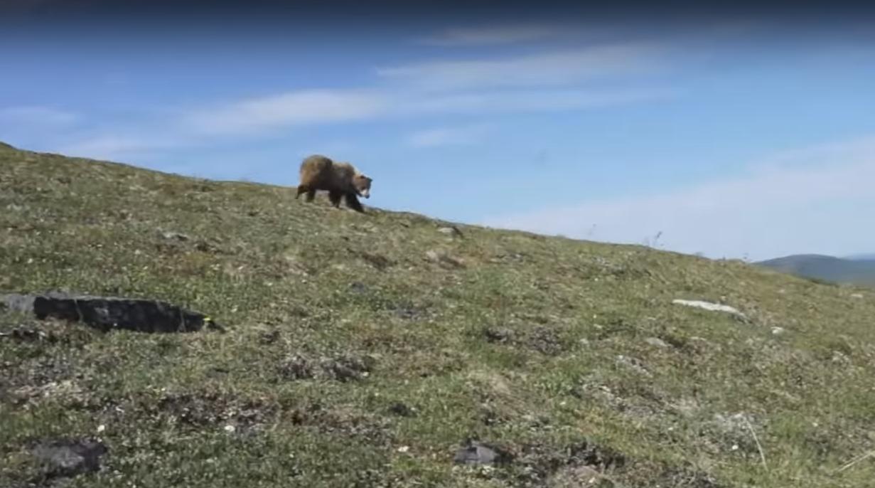 Man Encounters a Bear and Starts Yelling to Protect Himself