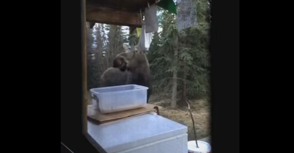 She Woke up to a Moose Playing Music With Her Wind Chime