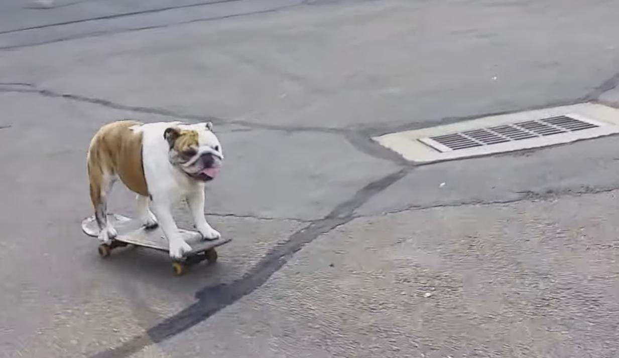 Lazy Dog Is Impressively Good at Skateboarding