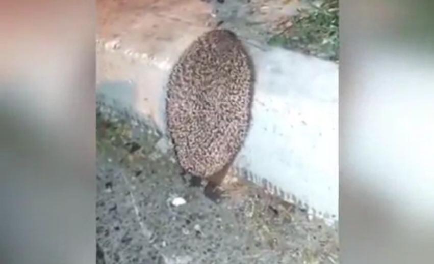 [GIF] This Struggling Hedgehog Just Needed a Hand
