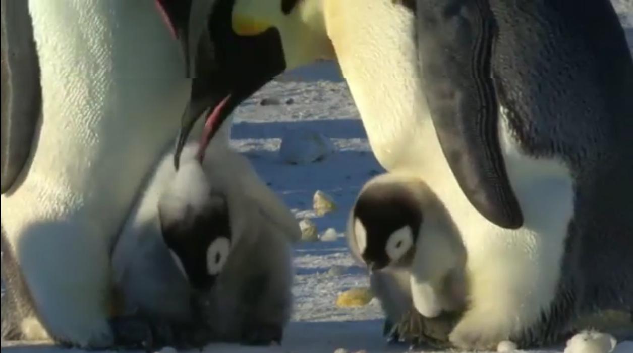 [GIF] Dad Penguin Defends His Child From Penguin Bully