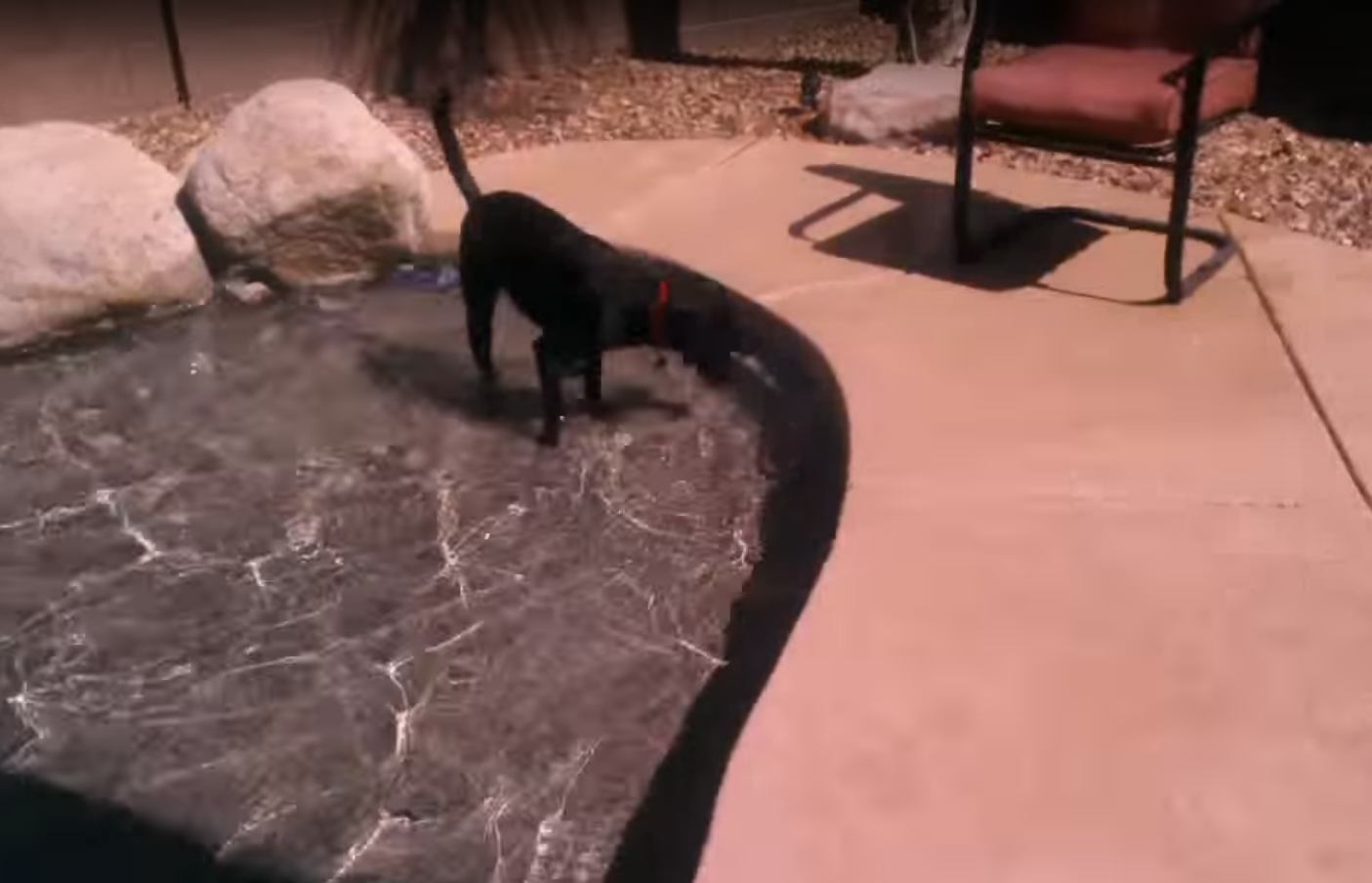 Dog Owner Gets Unpleasant Surprise in His Pool