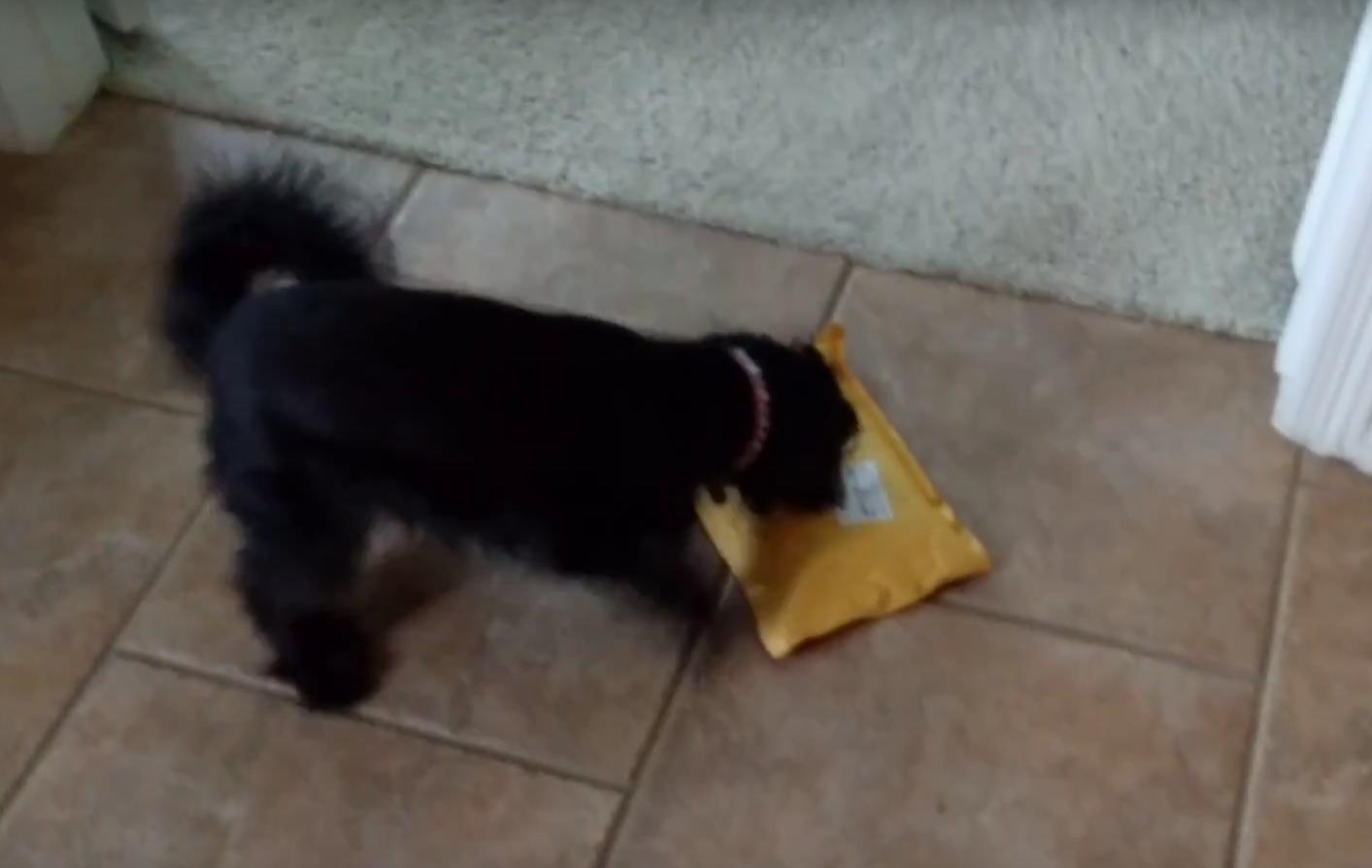 Cute Dog Barks at Package Sitting Outside a Window