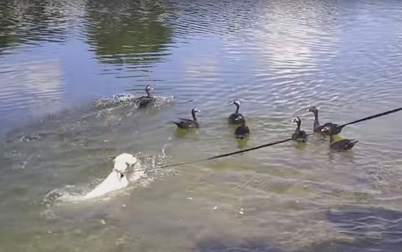 Dog's First Swim Is to Chase Ducks in the Water