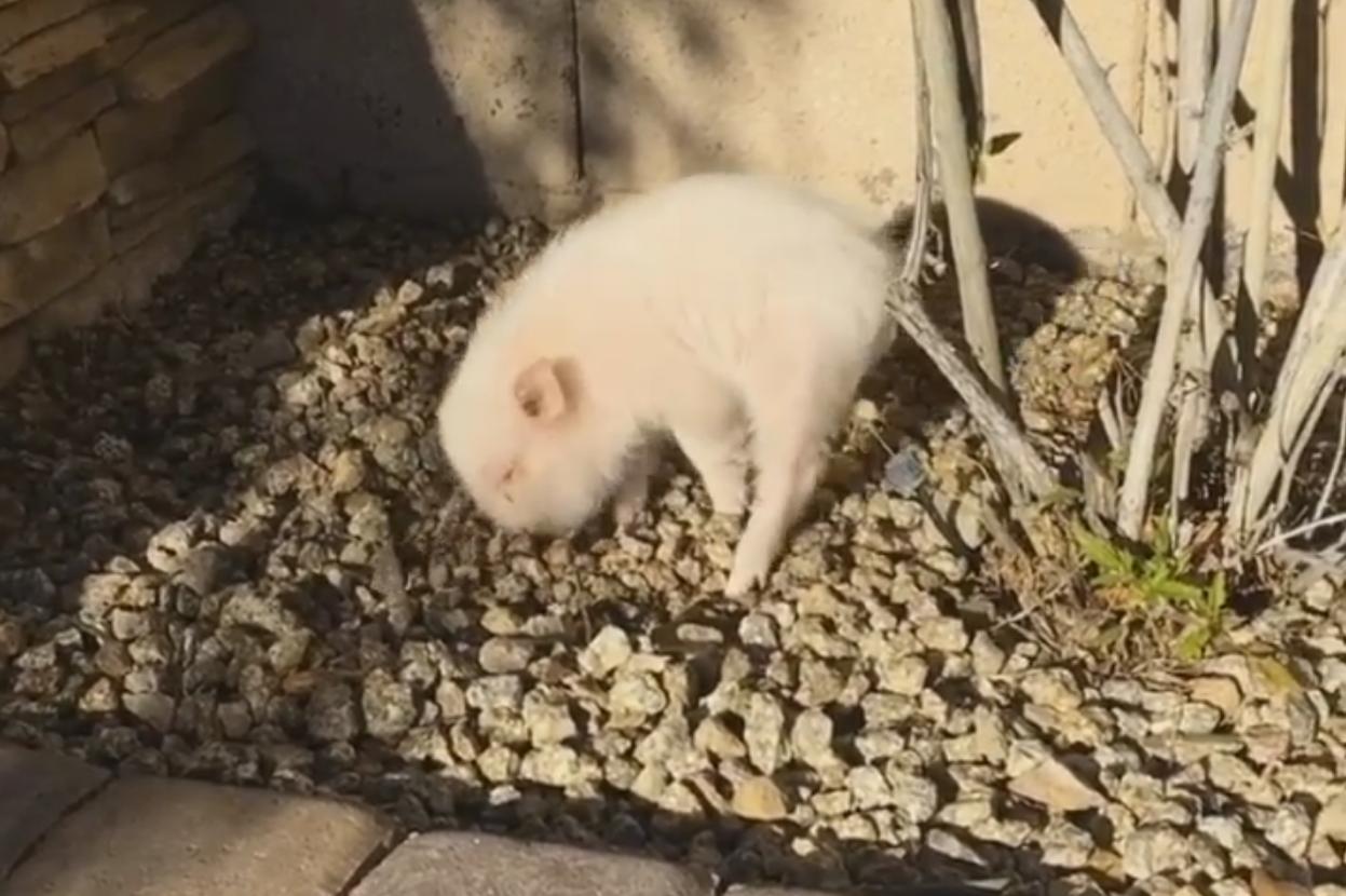 [GIF] The Cutest Pig Prepares His Bed Before Sleep